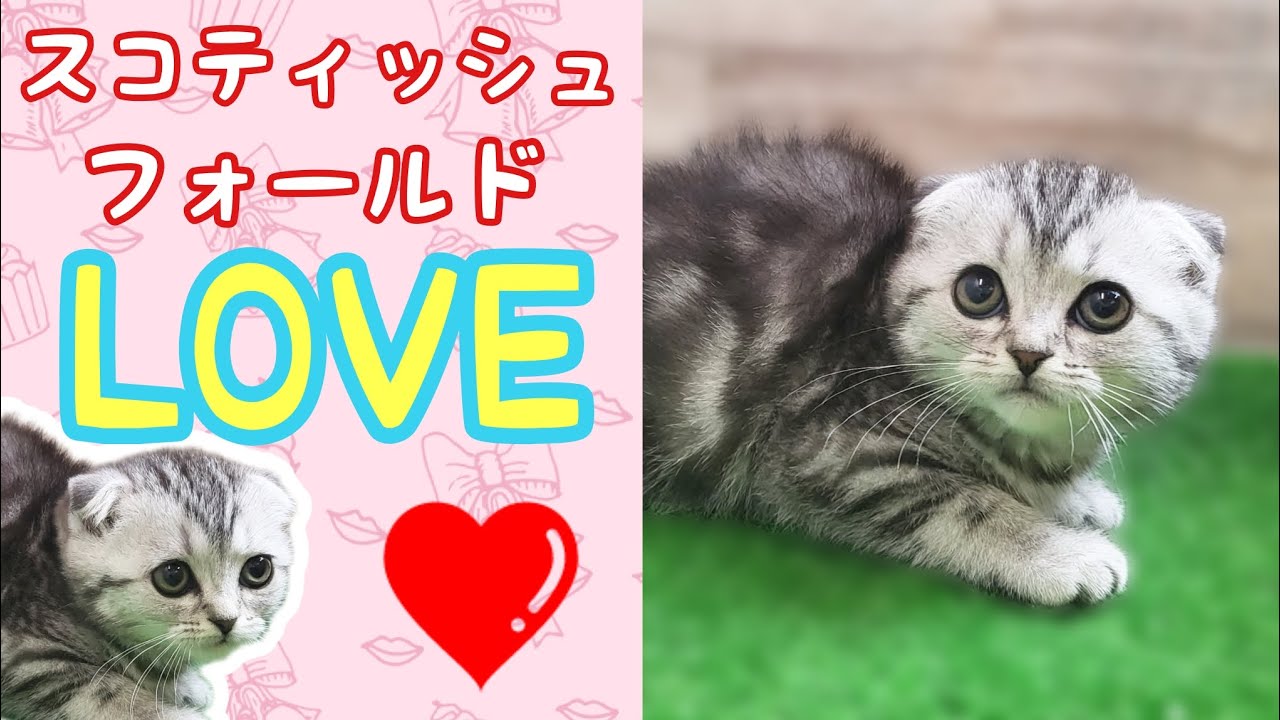 スコティッシュフォールド・仔猫川崎小田栄店】