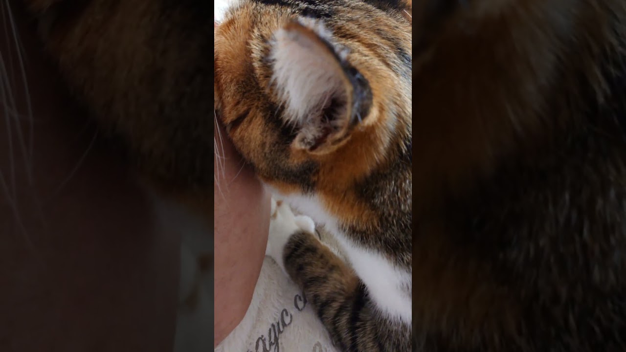 #cat #猫 #保護猫 #三毛猫 #猫動画 #シャムトラミックス #cats #catlife #catlog #catlover #catlovers #katze #kot #katt