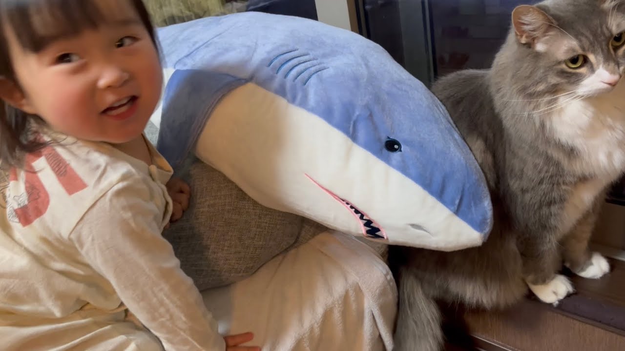 サメから逃げる猫　ノルウェージャンフォレストキャット　cat running away from shark