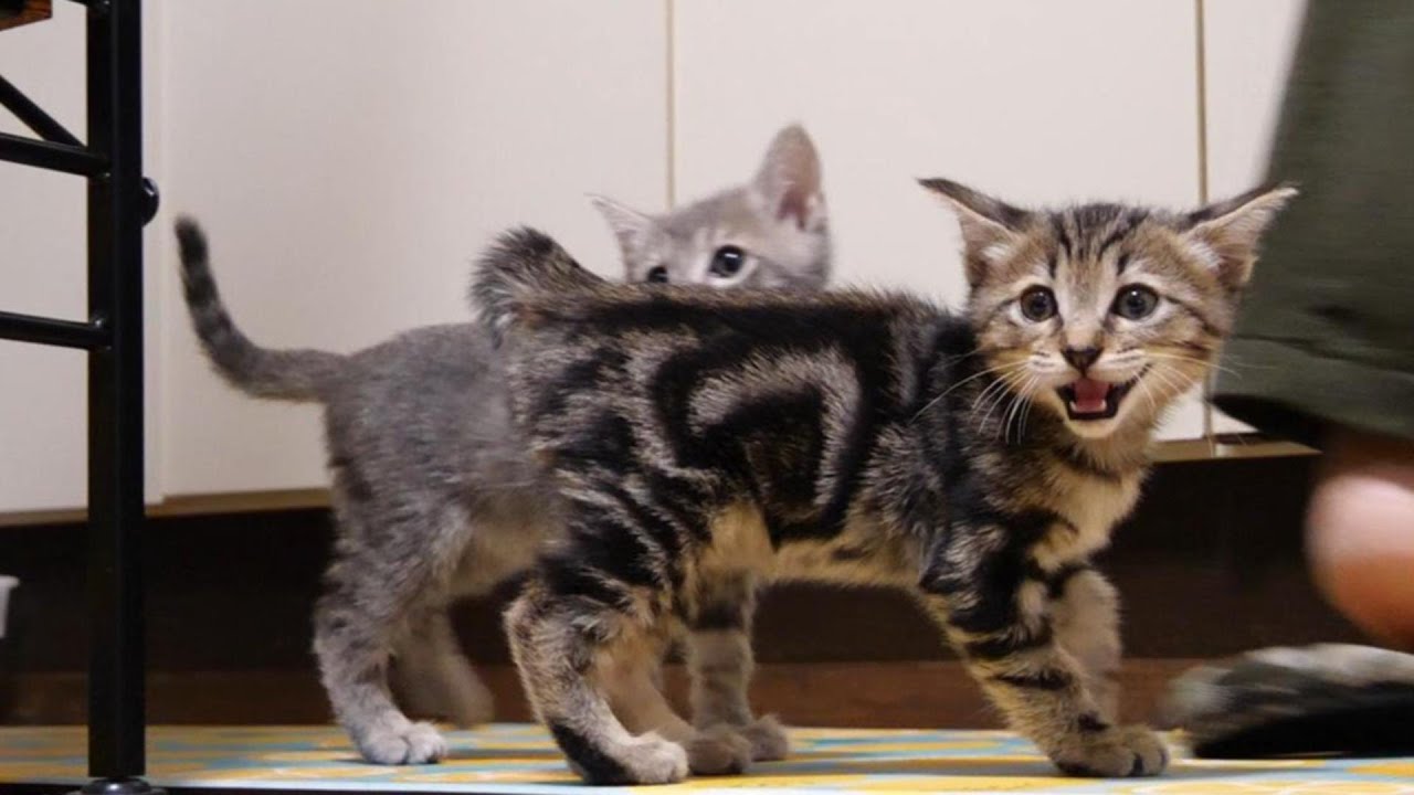 ちび子猫さんのミルクの準備をしていると先輩猫がおねだりおねだり【赤ちゃん猫　保護猫】