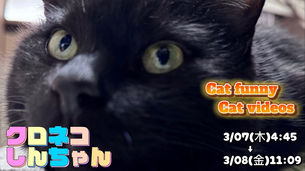 クロネコしんちゃん 3/07 4:45 Cat funny ! Cat videos ! Blackcat SHINchan 黒猫しんちゃん