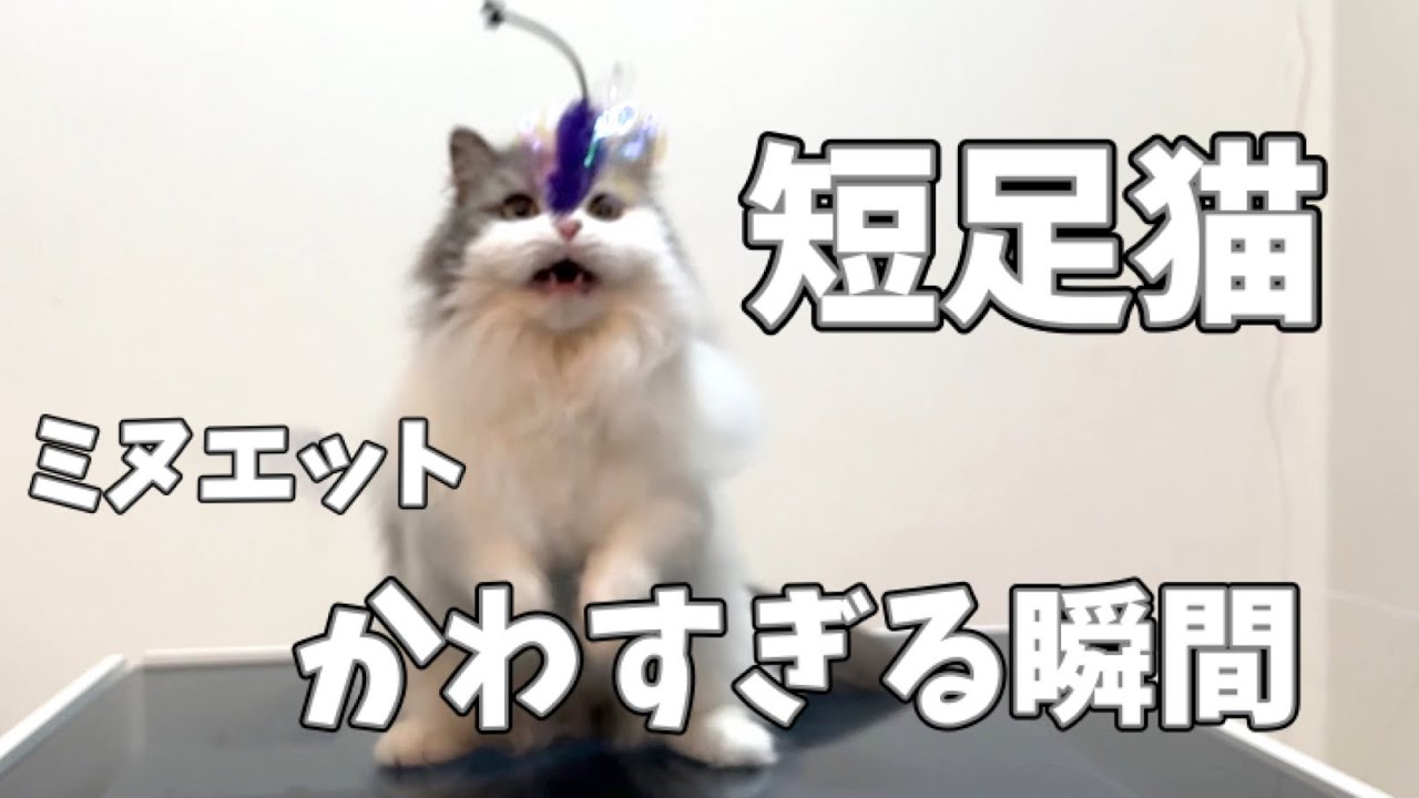 【究極の癒し】短足猫の愛らしい遊びに癒される