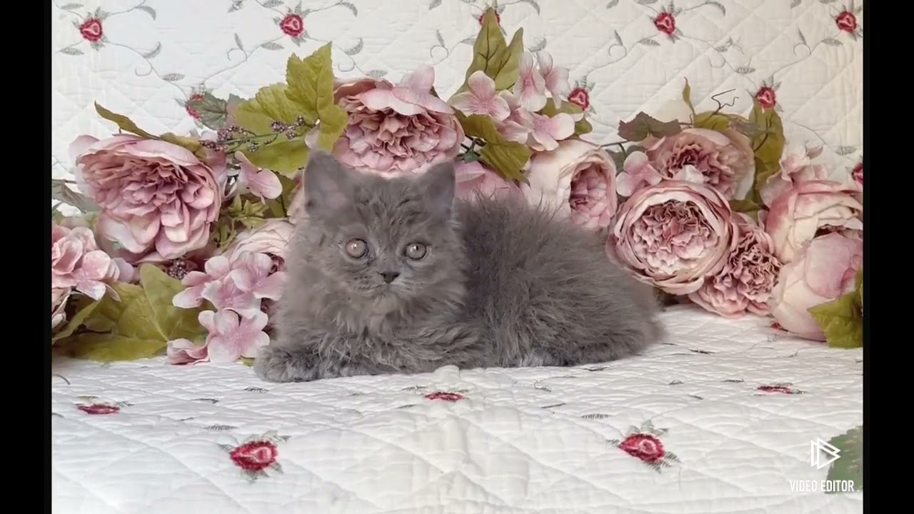 セルカークレックス クルクルコート⭐︎好奇心旺盛ヤンチャ坊主　ブルー ソリッド（巻毛　ロング）