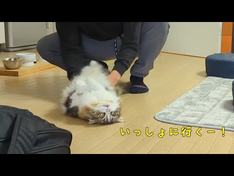 一緒に外出したいと駄々をこねる猫が可愛すぎた