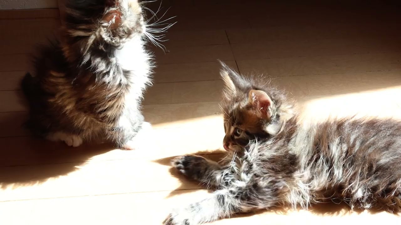 日だまりの中メインクーン子猫たち