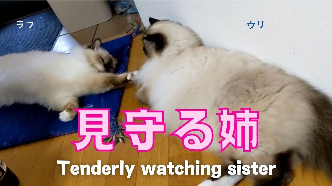 バーマン猫ラフとウリ【見守る姉】Tenderly watching sister（バーマン猫）Birman/Cat