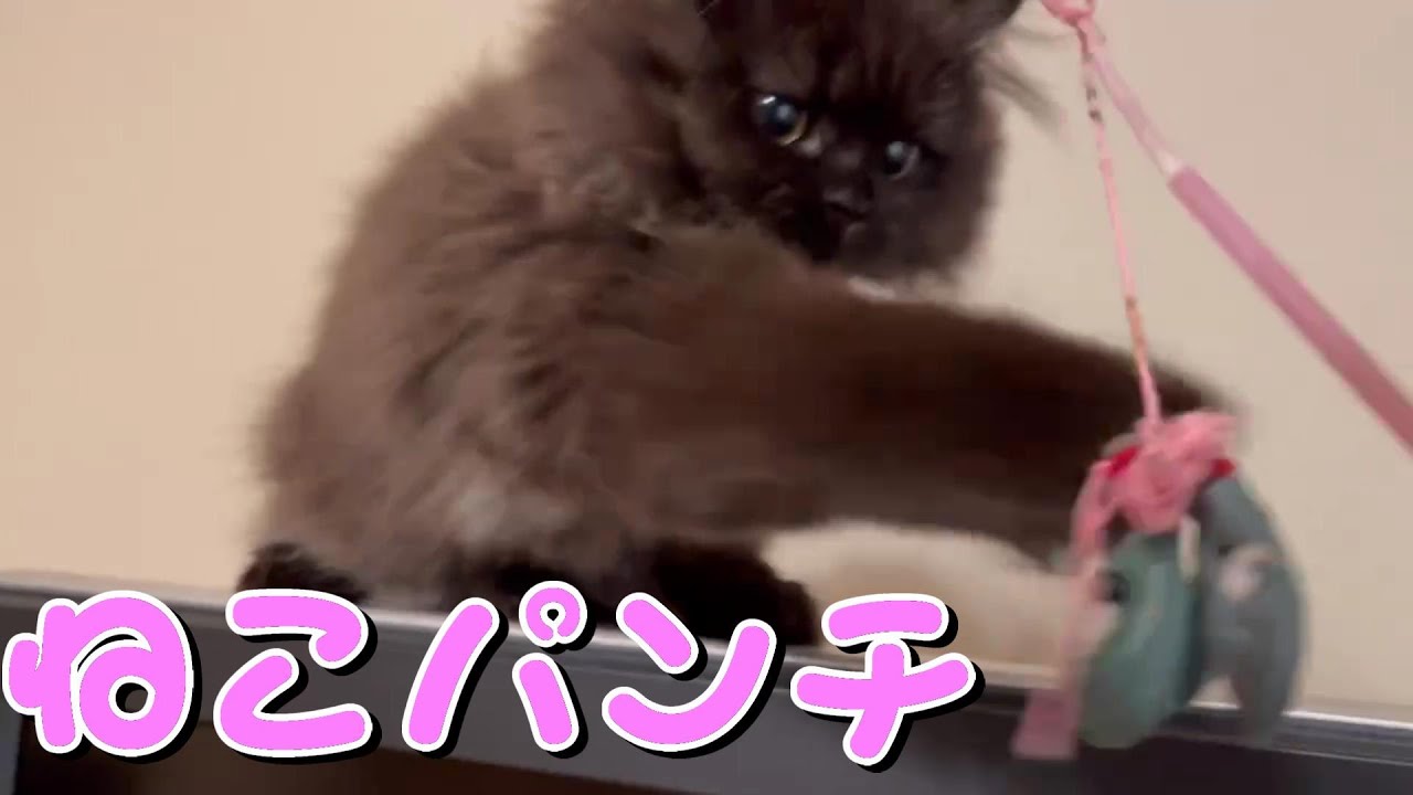おもちゃにじゃれつくミヌエット