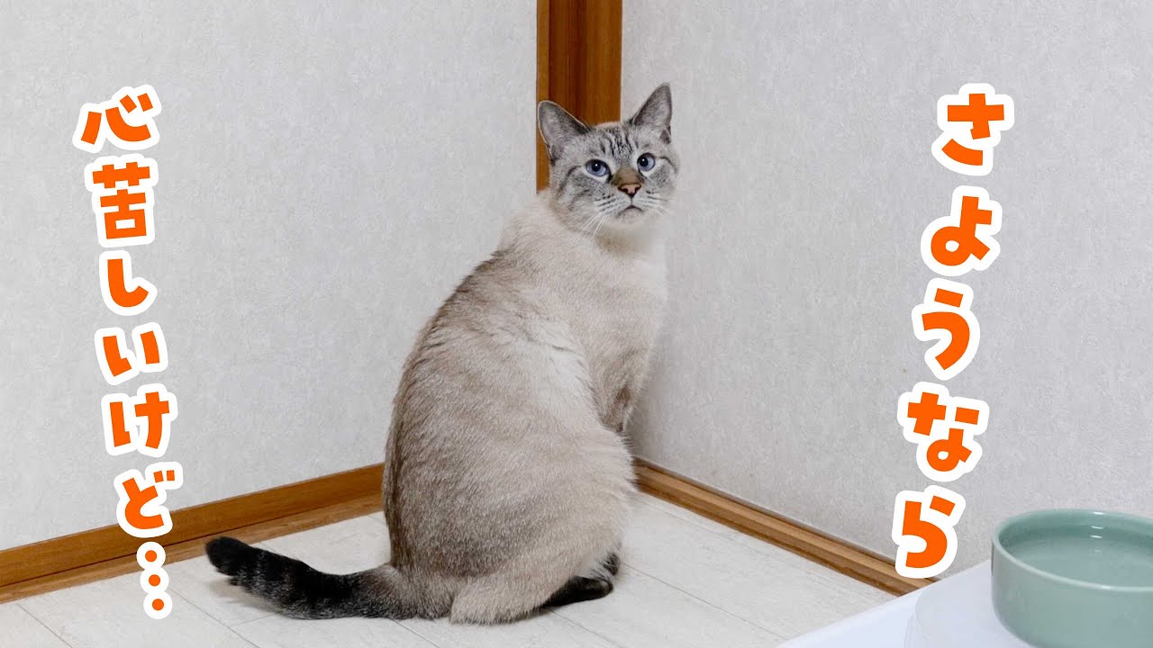 【決断しました】デュフィの成長をずっと見守ってきてくれた大切な爪とぎとお別れします