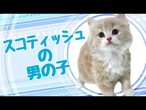 スコティッシュフォールドの子猫　（和歌山）