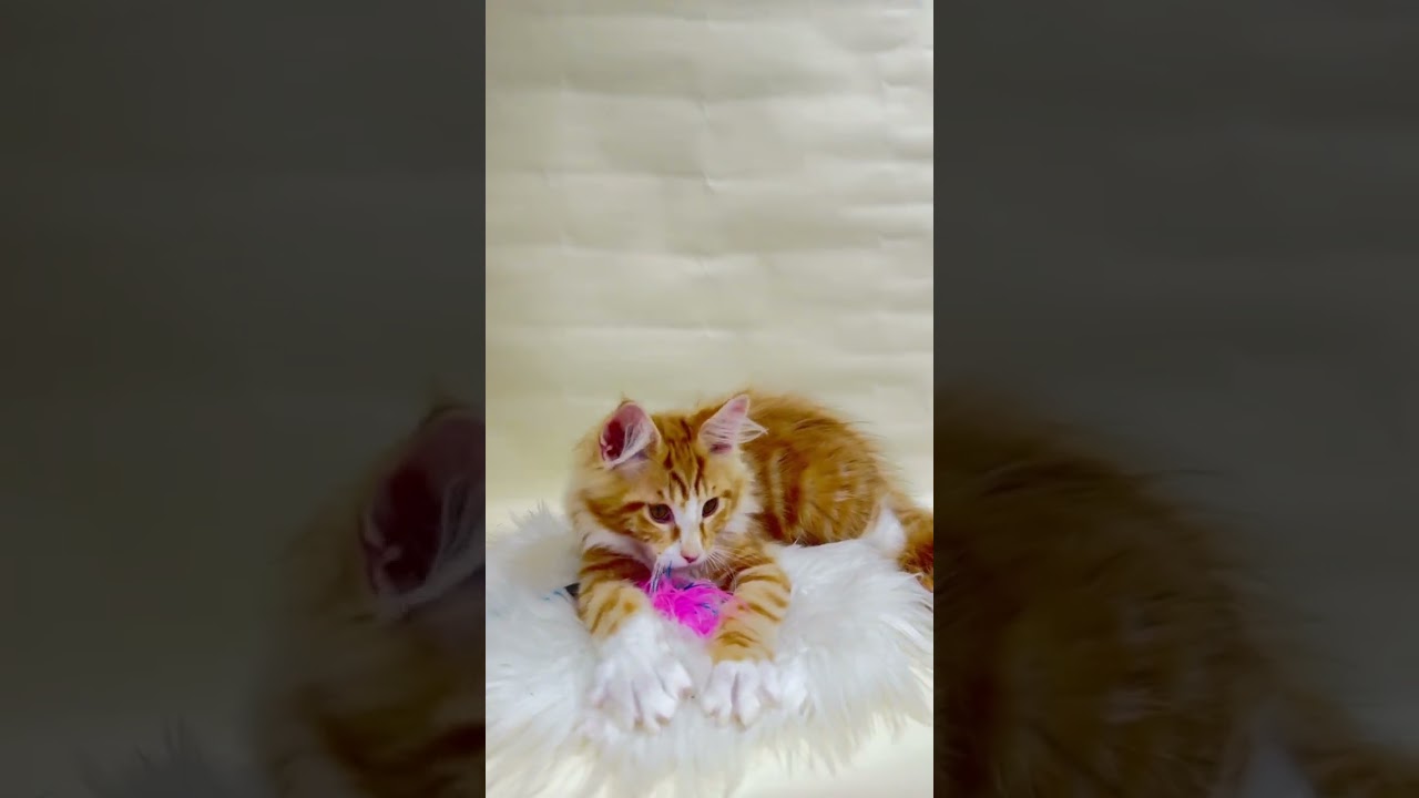 Apelsinchik is a Bright Handsome Maine Coon Who Loves Balls