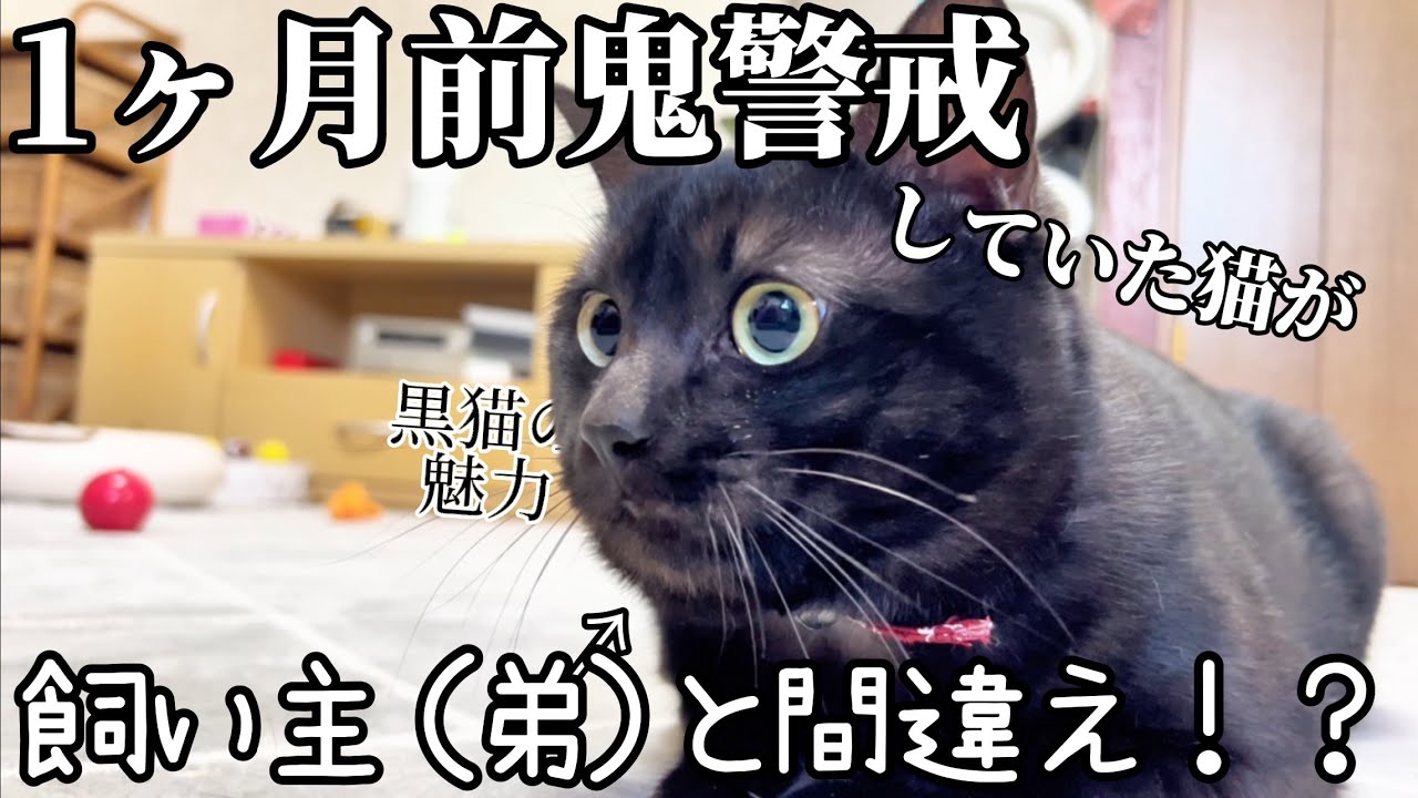 1ヶ月前は隠れて顔を出さなかった猫が、弟（飼い主）と兄を間違えまさかの事態に