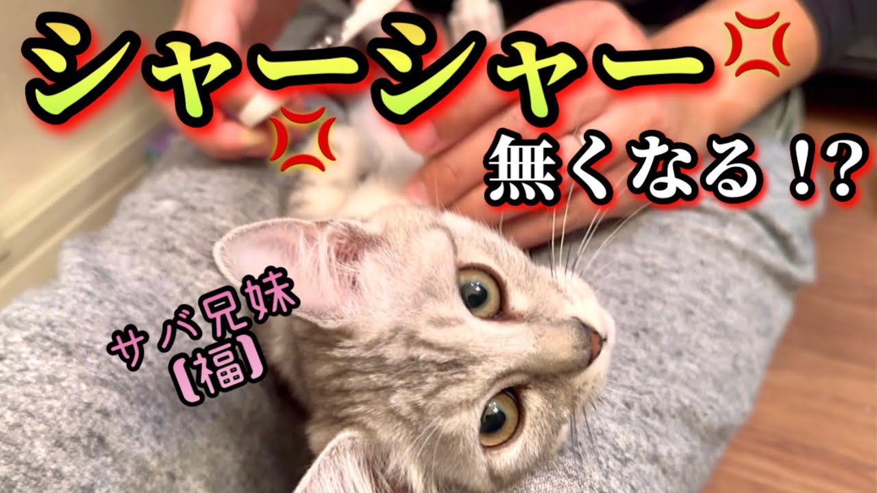 シャーシャー子猫が巣立ち前に変化を見せてくれました。【保護猫】