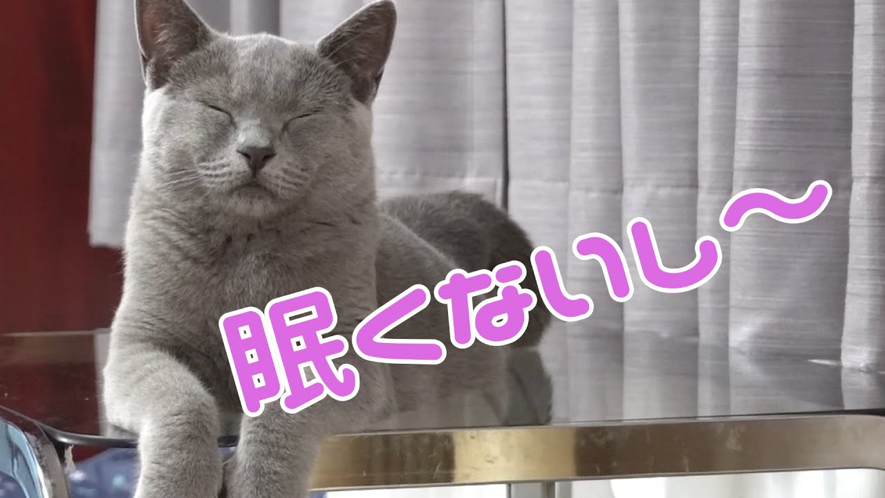 【面白動画】変わった寝顔、寝姿で寝るシャルトリューが猫かわいい           【シャルトリュー】