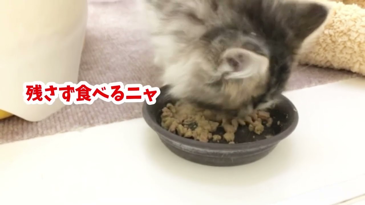 2024.03.12 新しく仲間入り！サイベリアンちゃん♡