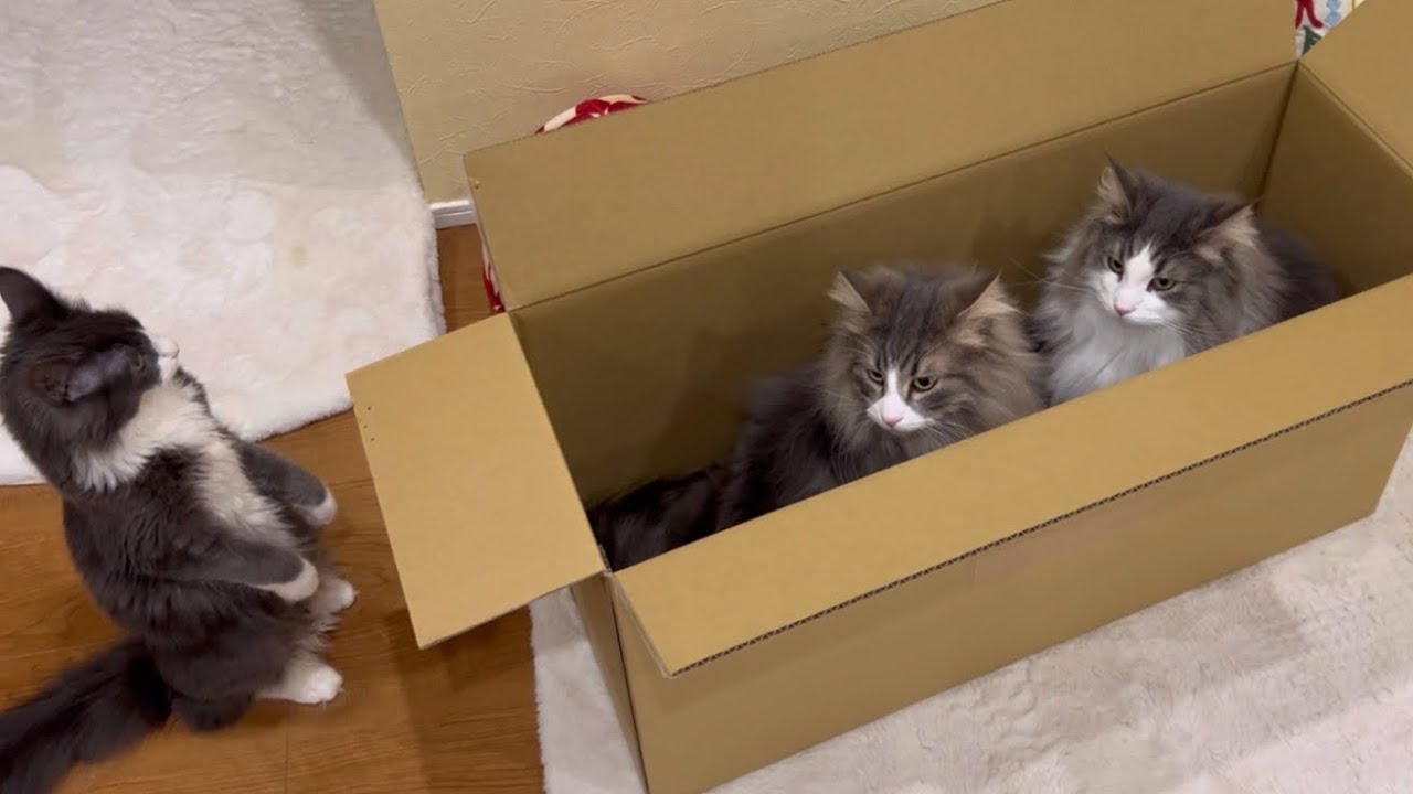 【新段ボール占拠⁉︎】仲良し兄弟が段ボールを占拠しちゃった…🫢ターキッシュアンゴラとノルウェージャンフォレストキャット♡