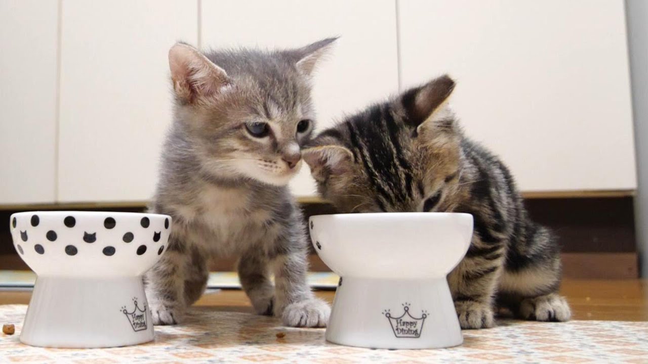 隣のご飯が気になる子猫がそっとお皿をのぞき込む【赤ちゃん猫　保護猫】
