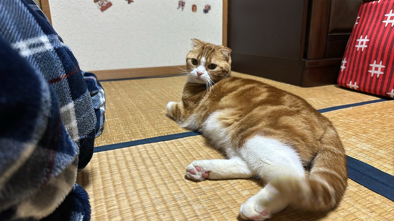 癒しの猫ライブ🐱💖1日お疲れ様でした✨生みかん🍊いかがですか？