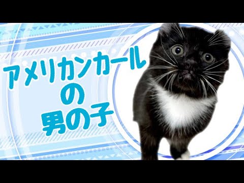アメリカンカールの子猫　（平野瓜破）