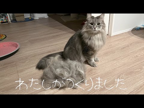 久しぶりのファーミネーターに思わず鳴いちゃう猫チャン ノルウェージャンフォレストキャット