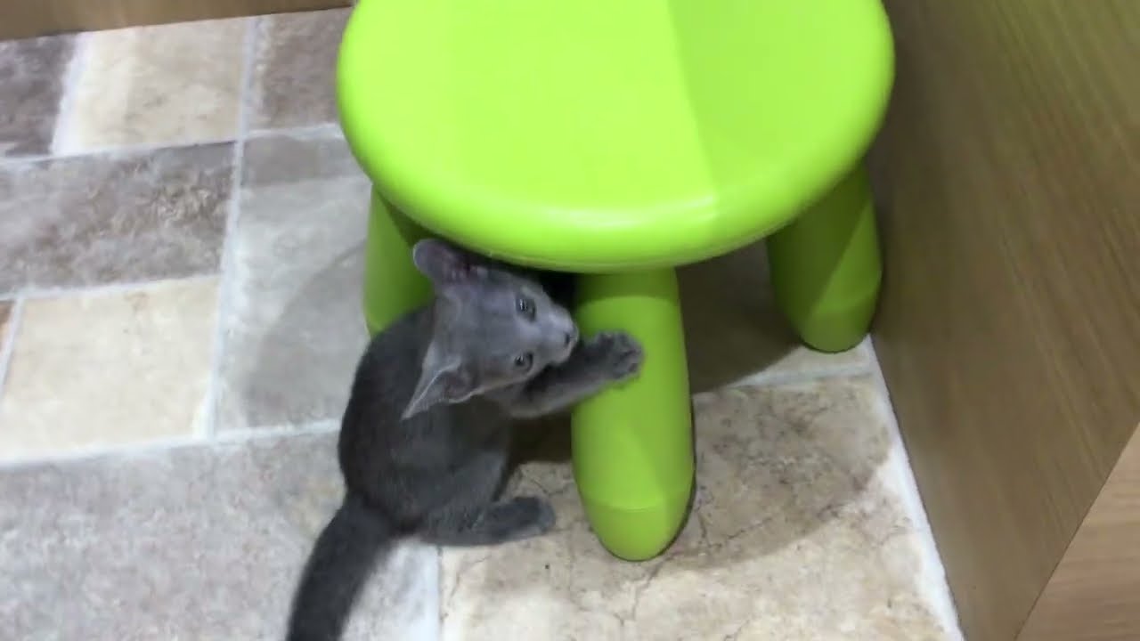 61093 ロシアンブルー　男の子