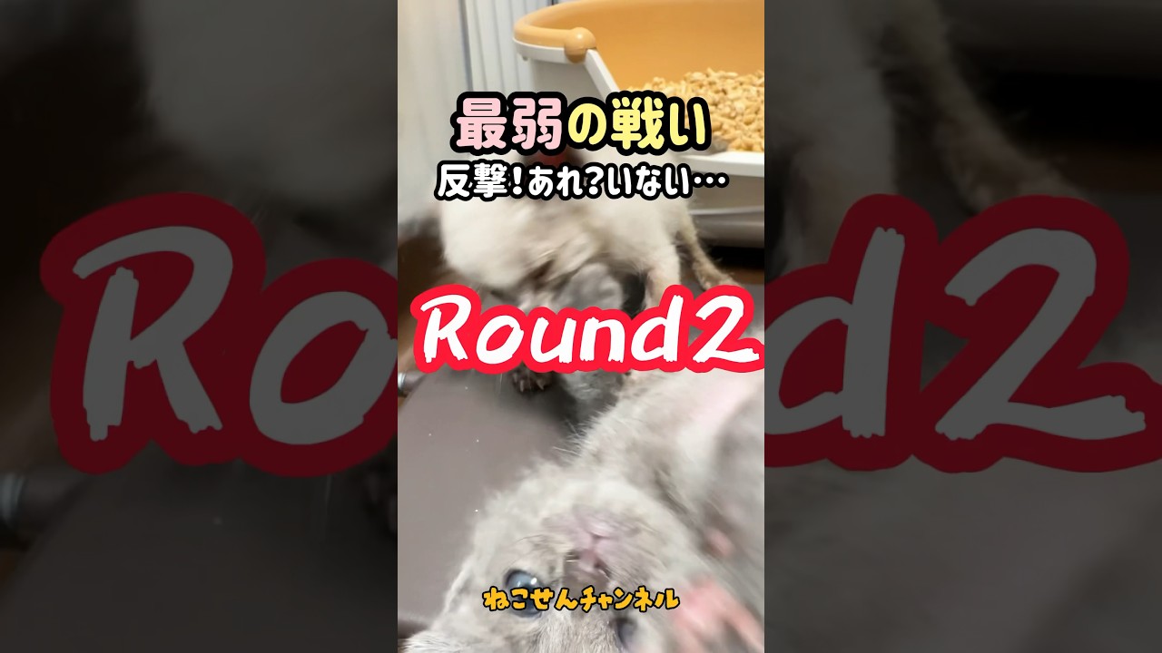 子猫🐱最弱の戦い❗Round2👊僕っちも強いんやで〜💦（真冬に保護した子猫） | ねこせん
