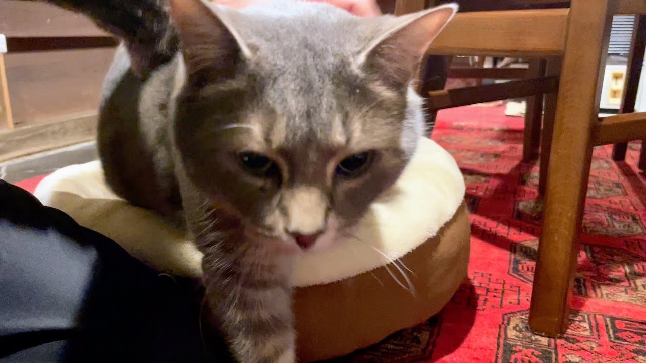 晩ごはんを食べて..  トイレに入り..  タライの水をしっかり飲む猫…