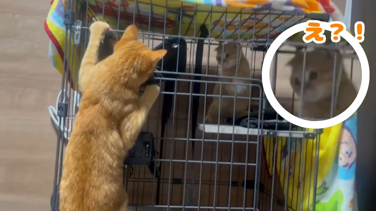 【驚き】新入り子猫と対面した先住猫がまさかの行動を取りました