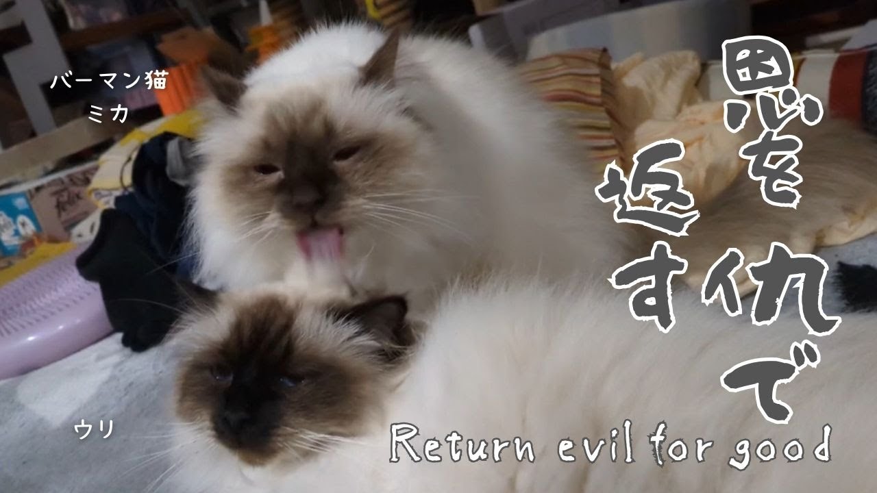 バーマン猫ミカとウリ【恩を仇で返す】Return evil for good（バーマン猫）Birman/Cat