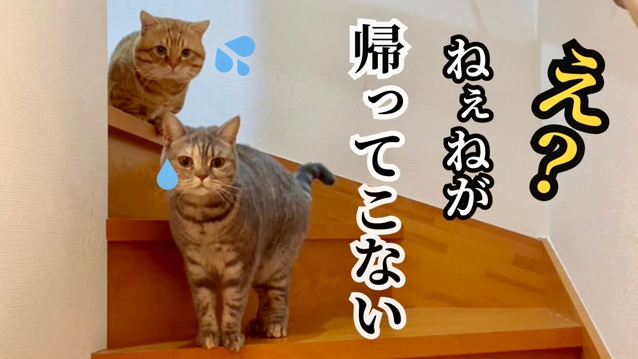 ねぇねが帰ってこないと探し回る猫たちがかわいすぎました！ #猫 #マンチカン