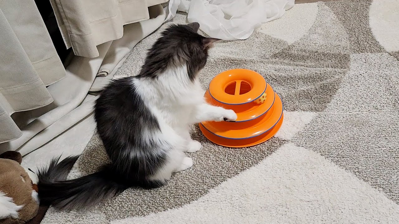 ひとり遊びする猫の後ろ姿が哀愁あり過ぎて抱きしめたい【くるくるボール遊び】