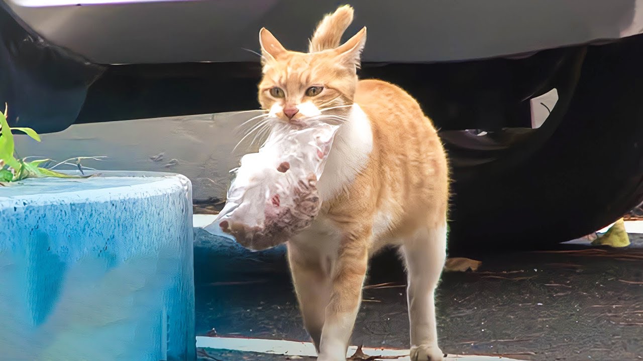 拾った食べ物をすべて子猫に譲った母親。辛くても前に進み続け、美しい母性愛に涙が溢れる【感動】