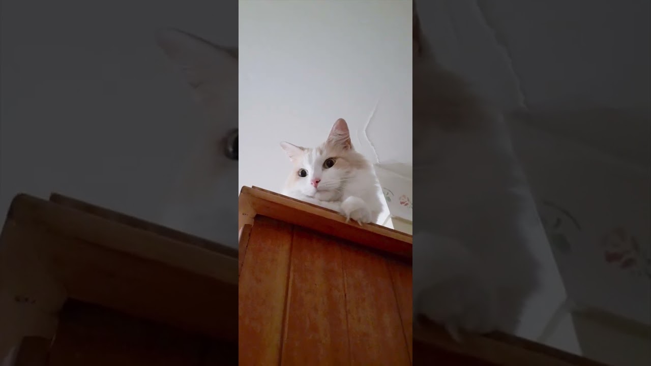 Have you seen mixed Turkishvan Cat closely before? 下から猫観察 #cat #shortvideo #shorts