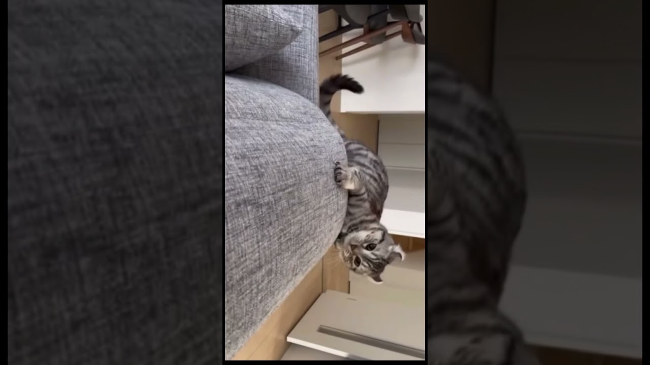 『アメリカンカール⭐︎のり太』猫の耳がやっぱり可愛すぎる🥰💕