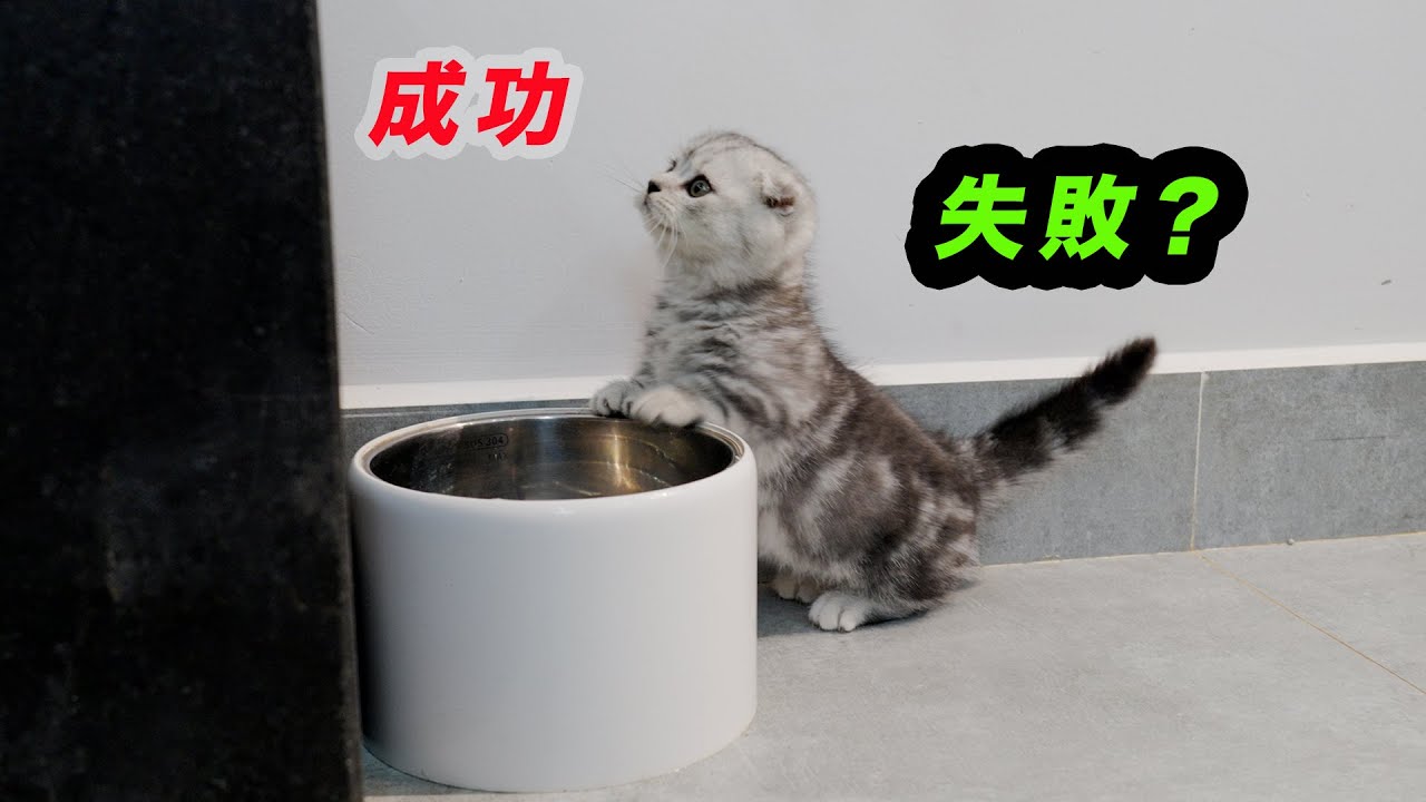 初めて高い場所に挑戦した足短マンチカンの子猫