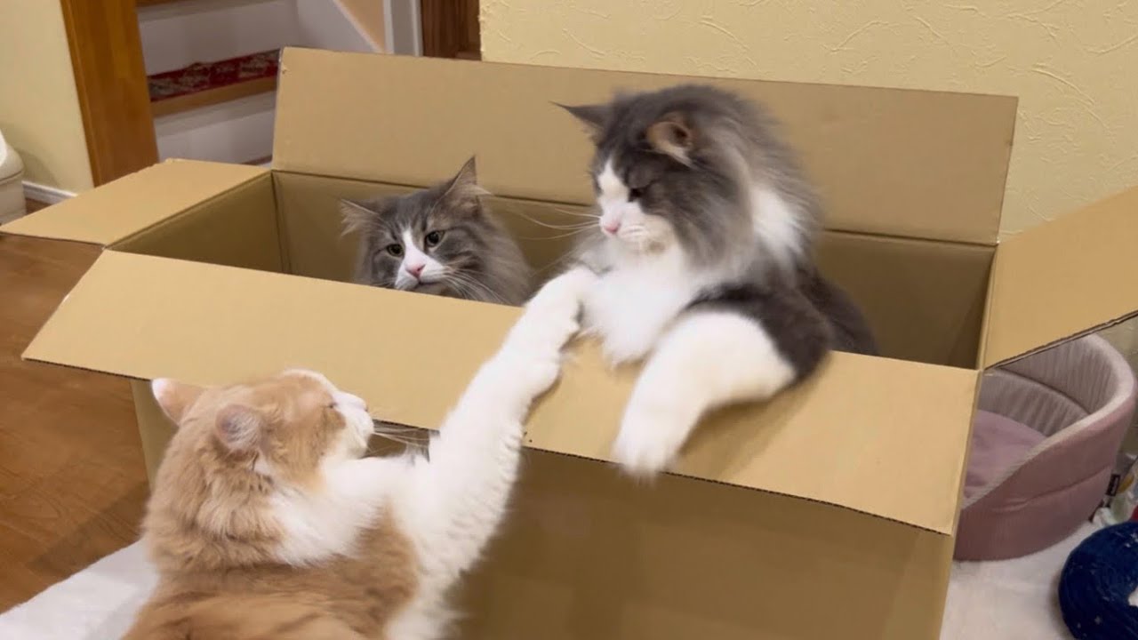 【かわいい♡】段ボール占拠に飽きちゃった！？仲良し兄弟ノルウェージャンフォレストキャットwww