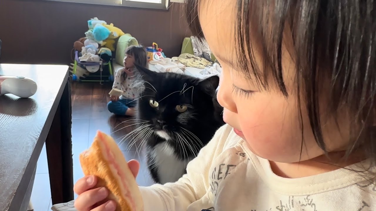 皆んなが触るポジションにいる猫　ラガマフィンA cat in a position where everyone can touch it. Ragamuffin