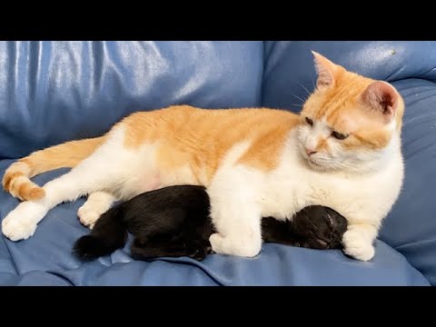 子猫と先住猫を初対面させた結果