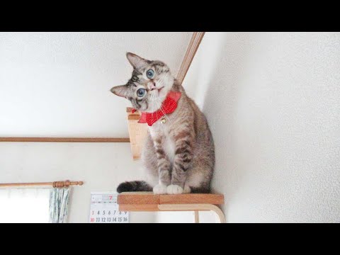 猫にビール（シャムミックスのテンちゃん）