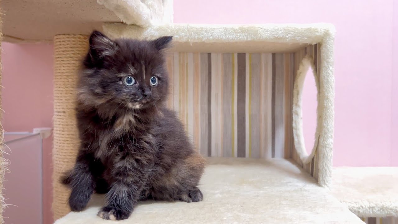 【マンチカンの子猫】意外な子猫が一番活発に育ってくれた件 ～猫のいる生活Vol.907～出産動画 マンチカン短足・ミヌエット・ペルシャ猫専門ブリーダー『ペット蔵人』【子猫の成長記録】