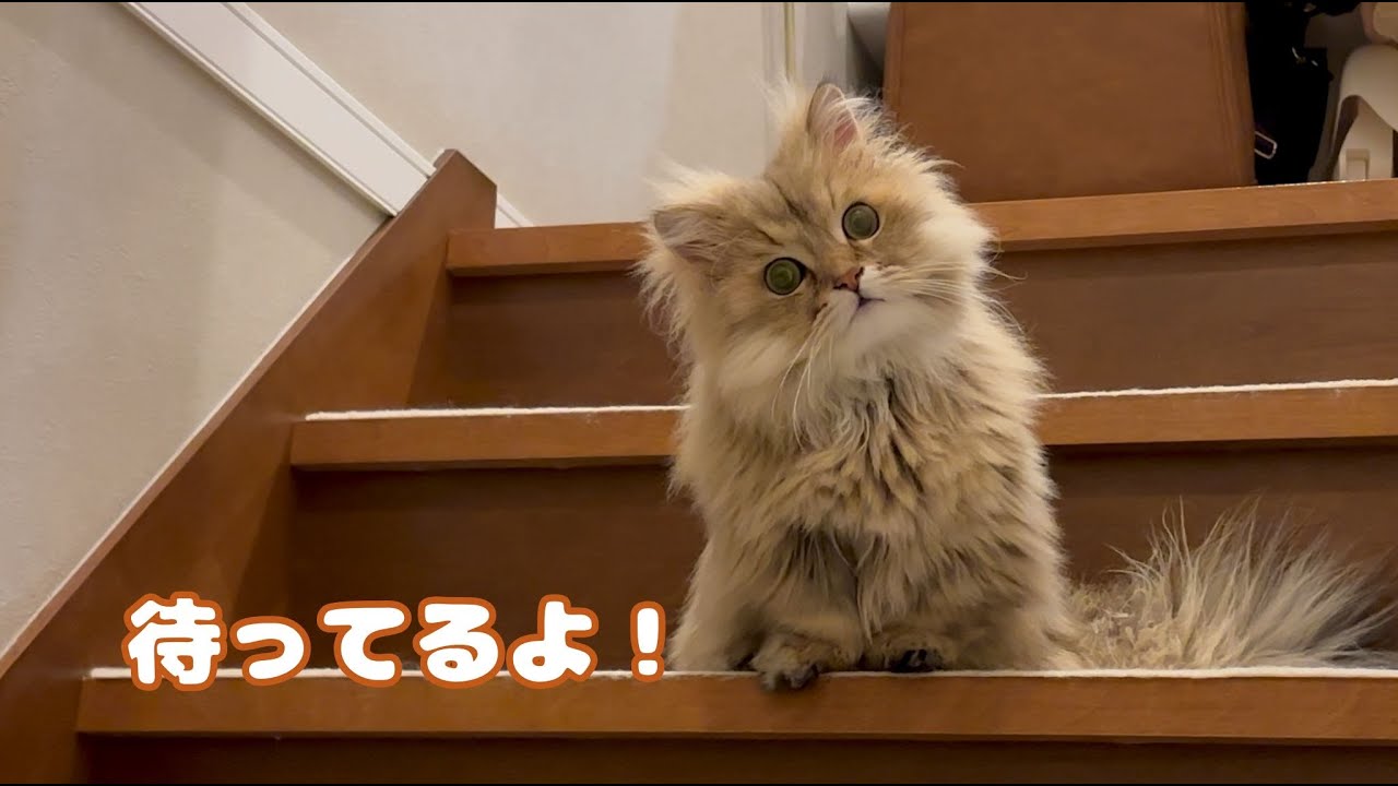 玄関前で家族の帰りを待つ甘えん坊の短足猫！