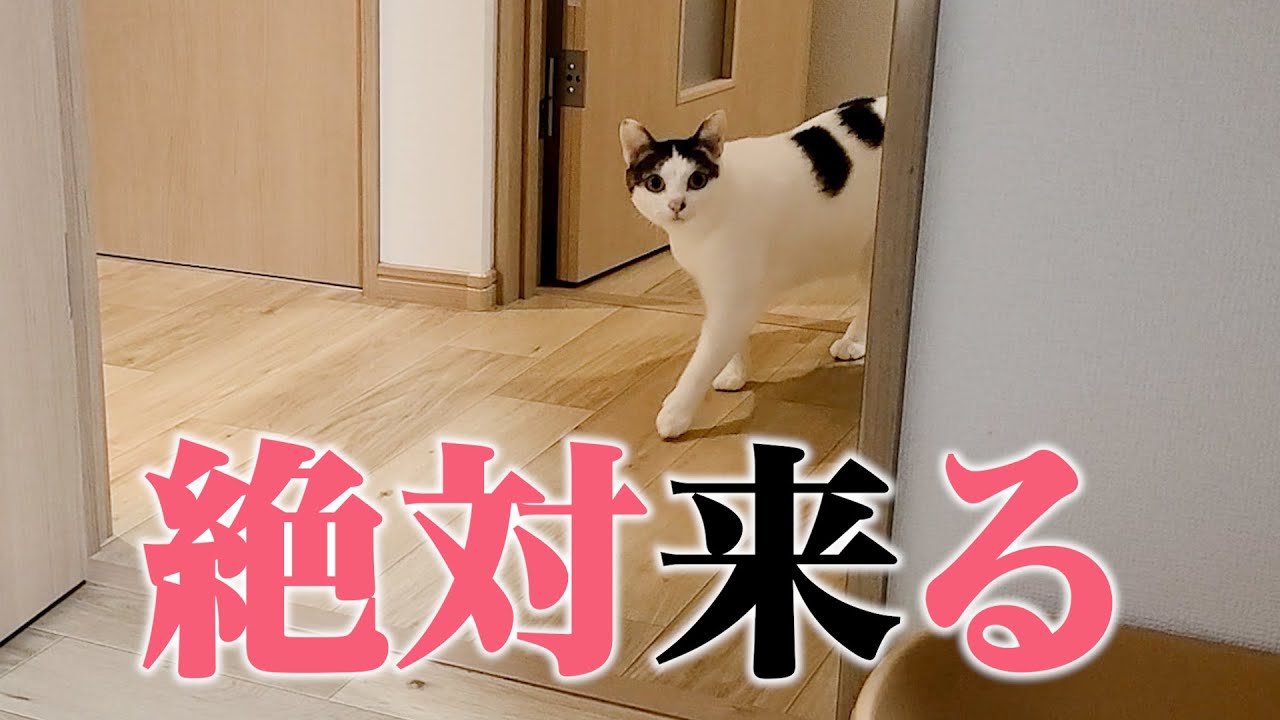 飼い主が別室にいると必ず見に来る猫が可愛すぎる