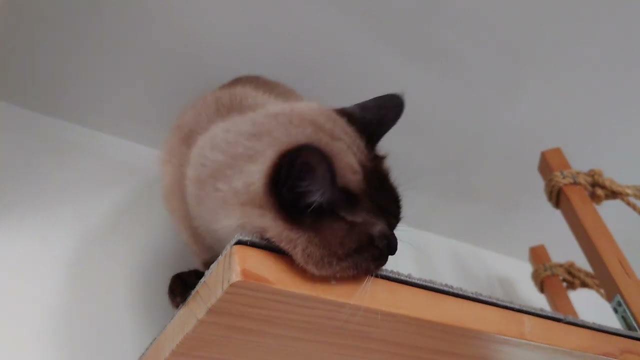 シャム猫風味なレンくん《吊り橋＆キャットウォーク》