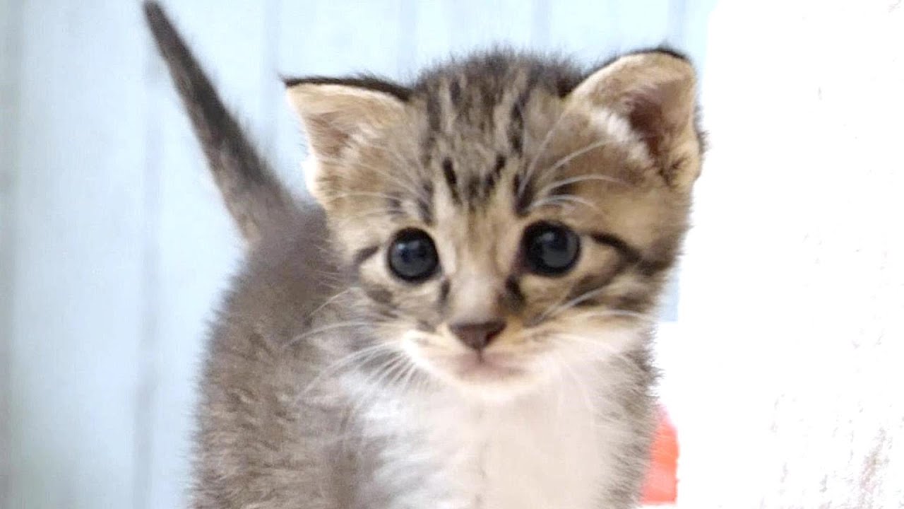 ママと遊ぶ子猫のしっぽがヘリコプターのようにくるくる回ってカワイイったらない【赤ちゃん猫　保護猫】