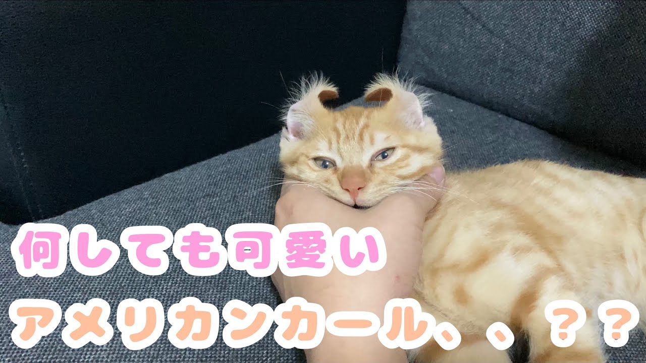 アメリカンカール、、？？