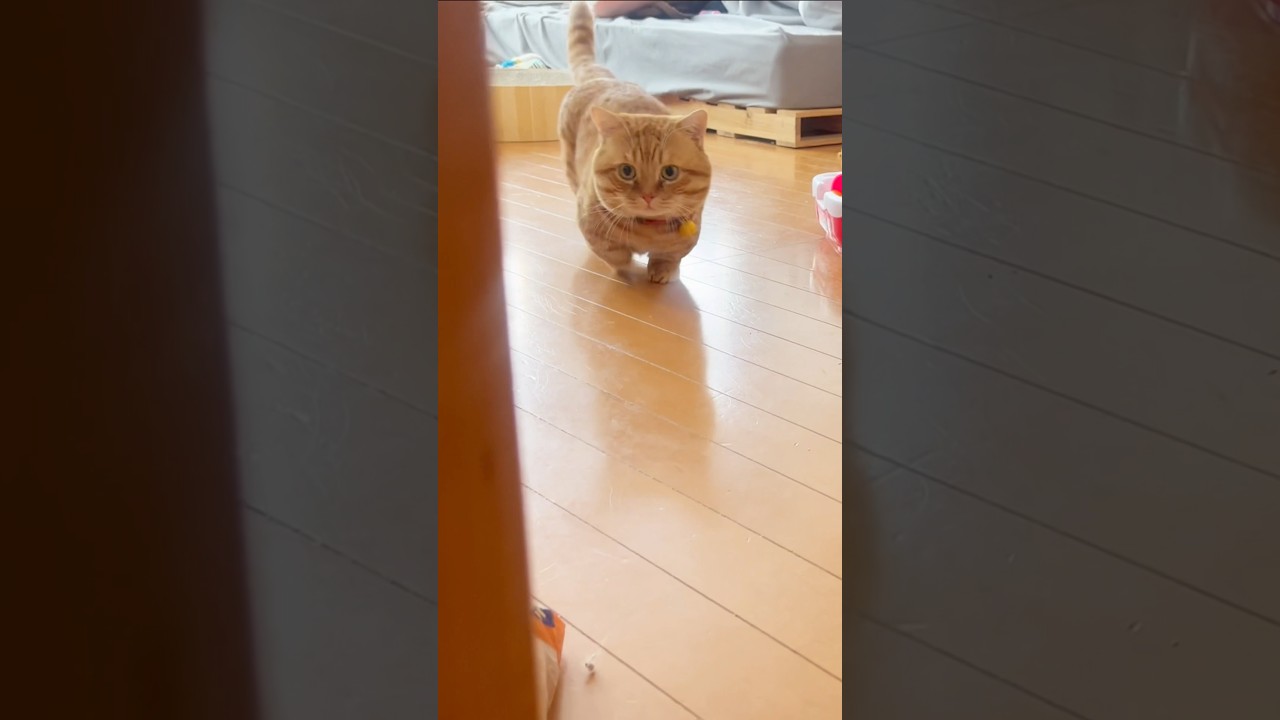 ニャンバ🧹 #猫 #マンチカン #shorts