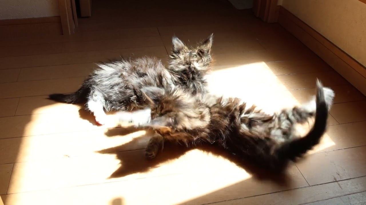 日だまりの中メインクーン子猫たち
