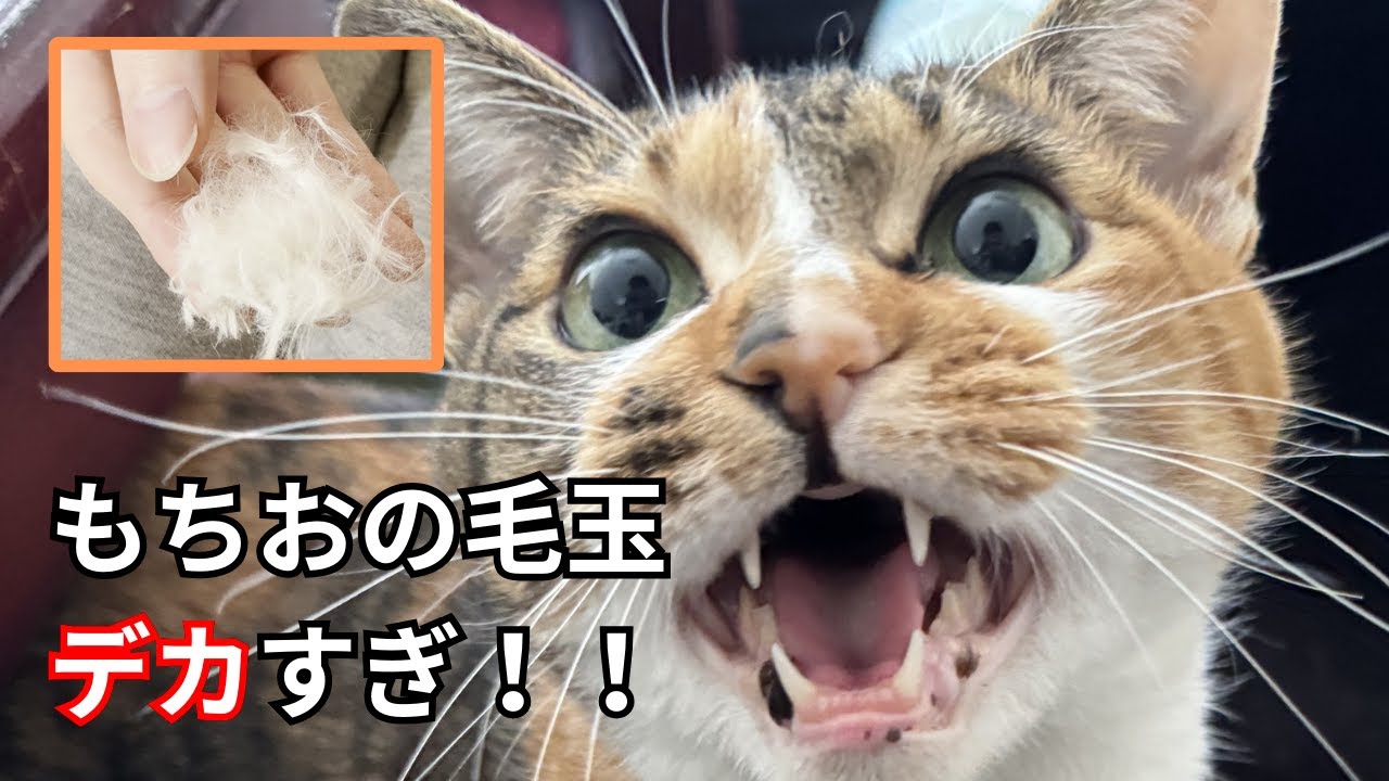 【ペルシャ猫】大きく育った毛玉を刈り取るのに悪戦苦闘した件