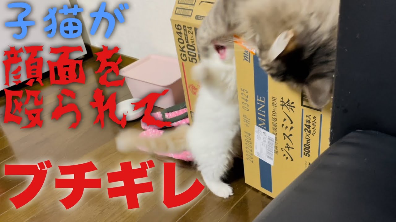 顔面を殴られてブチギレてしまう子猫