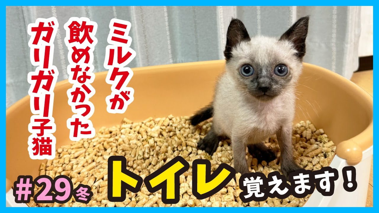 【ガリガリ子猫】ミルクを飲めなくなった子猫がお腹パンパンに飲むまで回復！真冬に保護した赤ちゃん猫たちの成長記録。（冬30）