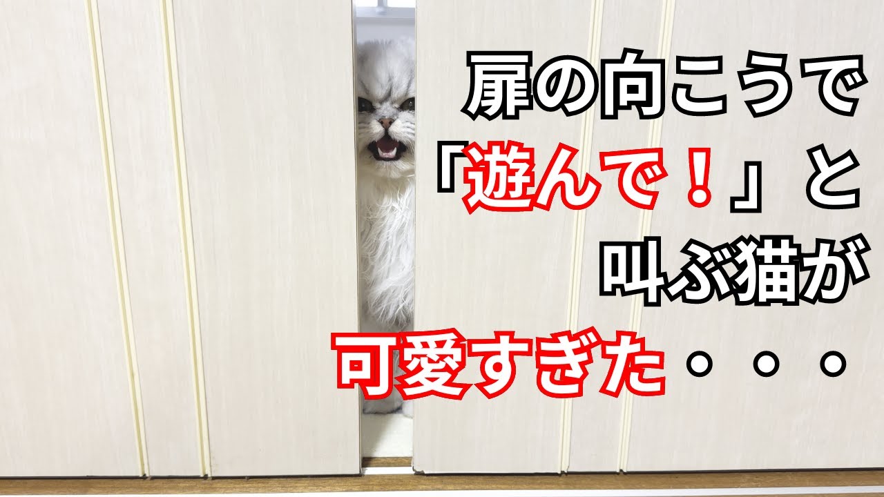 【ペルシャ猫】扉の向こうで遊んで！と叫ぶ猫が可愛すぎた件